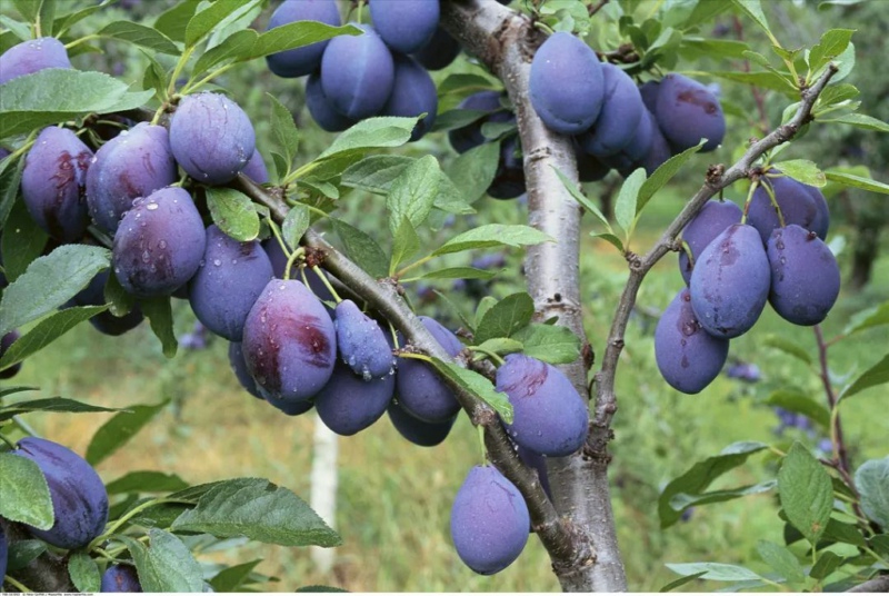 在園區(qū)部署農(nóng)業(yè)用的氣象站，助力西梅種植